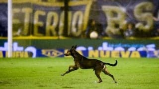 乱入した犬が神セーブ！ゴールは認められず助けられたチームが勝利