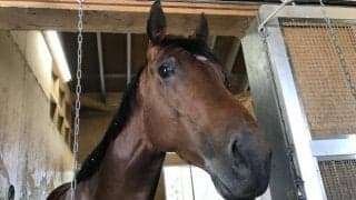 【キーンランドC】カツジ陣営「追い切りはジョッキーがしっかり追ってくれた」/ねぇさんのトレセン密着