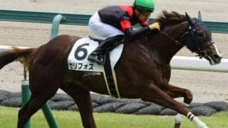 【新潟2歳S予想】世代最初のマイル重賞に素質馬が多数集結