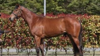 隆盛極めるノースヒルズの期待馬トゥデイイズザデイは「バネがあるのがセールスポイント」