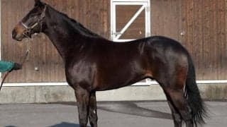 ハートレーの全弟フォーグッドが戸崎圭太騎手でデビュー/関東馬メイクデビュー情報