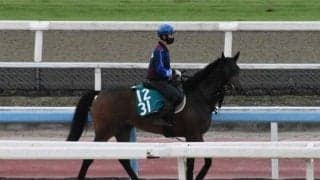 ジェンティルドンナの娘マリーナドンナなど、先週のゲート試験/栗東トレセンニュース