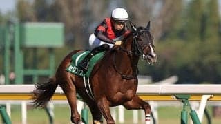 新潟2歳Sとの相性も良好　マイル戦に強く2歳戦全般で活躍するダイワメジャー産駒