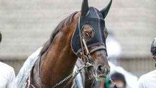 【新潟記念予想オッズ】エプソムC覇者ザダルが1番人気