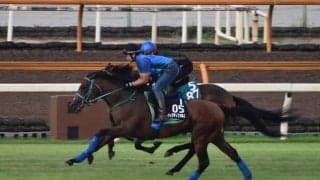 ヴィクティファルス、セントライト記念2週前追い切り速報/栗東トレセンニュース