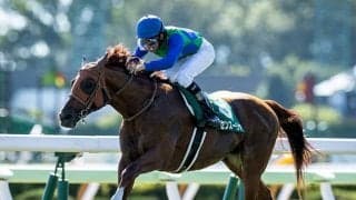 【AI予想】波乱含みの新潟記念でレース傾向からも期待できそうな1頭