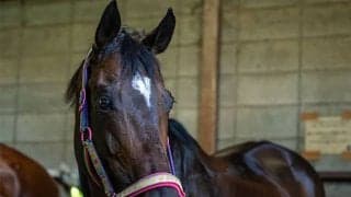 「繁殖牝馬から乗馬へ」“帝王”の血を受け継ぐ馬を支援するトウカイテイオー産駒の会