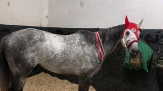 【フォワ賞・パン賞】ディープボンドとエントシャイデンが併せ馬 C.デムーロ騎手「元気があって良い動きでした」