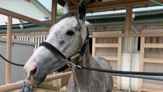 【POG】小倉で新馬快勝のホワイトターフ「2歳馬らしくないドッシリ感」/ねぇさんのトレセン密着