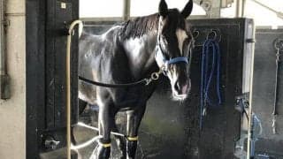 【新潟記念】サトノアーサー陣営「しっかり脚をためて自分の競馬を」/ねぇさんのトレセン密着