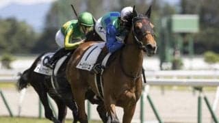 【新潟5R新馬戦結果】トーセンシュシュが抜け出して快勝