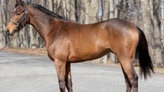 今週は桜花賞馬の産駒が多数出走！ エールトゥヘヴンが福永祐一騎手でデビューなど/関東馬メイクデビュー情報