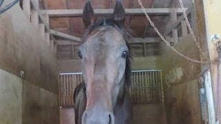 ダイユウサクの再現!? 大波乱のJDDから2か月…“あっと驚くキャッスルトップ”の近況