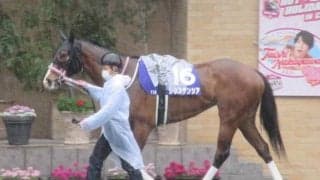 【セントウルS展望】スプリンターズSの前哨戦、あの馬に期待したい