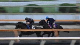 シャフリヤール、神戸新聞杯2週前追い切り速報/栗東トレセンニュース