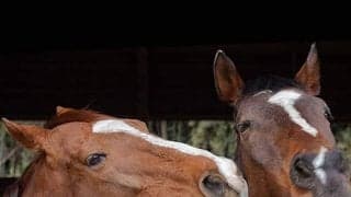 「トウカイテイオーの子だからきっと…」半年以上の療養を経て回復した“奇跡の血”