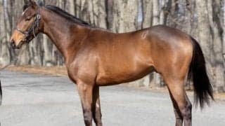 【JRA新馬戦】ハープスターの仔ライラスターなどがデビュー