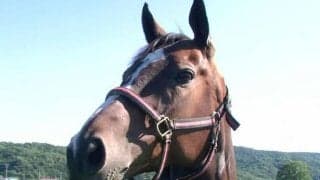 アサヒライジングが6頭目の受け入れ馬に　ナイスネイチャ・33歳のバースデードネーション