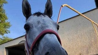 【仏G3・パン賞】坂井瑠星騎手騎乗、日本のエントシャイデンは最内1番ゲート