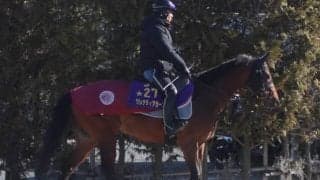 【京成杯AH】グレナディアガーズ中内田師「心身ともにすごくいい状態」/ねぇさんのトレセン密着