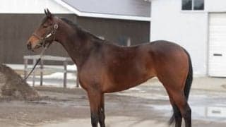 サラキア、サリオスら兄姉がこぞって活躍。厩舎の期待も大きい血統馬サリエラの動向