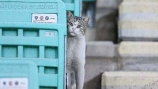 ネコの危機に観客が団結　米アメフト会場のファインプレーが話題「今日1番」「脱帽！」