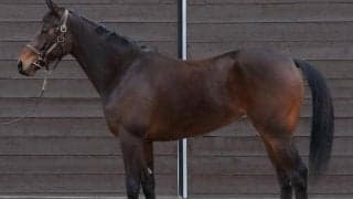 母は豪G1を2勝、ロムネヤが戸崎圭太騎手でデビュー/関東馬メイクデビュー情報