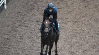 ダンテスヴューなど、先週の入厩情報/栗東トレセンニュース