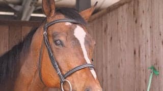 トウカイテイオー産駒の乗馬転向…バトンをつないだヤマニンバッスルの活躍