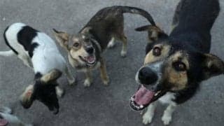 捨て犬の里親探しを支援！ ルーマニアでサッカー選手がワンちゃんと入場