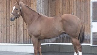 母は重賞3勝のモーリス産駒、グランプレジールが石橋脩騎手でデビュー/関東馬メイクデビュー情報