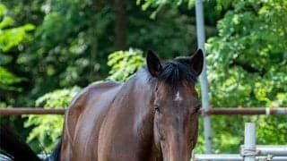 引退後も幸せな余生を…産駒たちの中で永遠に生き続けるトウカイテイオー