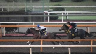 シヴァージ、スプリンターズS1週前追い切り速報/栗東トレセンニュース