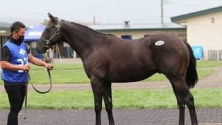 牡牝ともに最高価格馬を輩出　シルバーステート産駒の評価の高さが目立ったセプテンバーセール