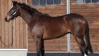 【POG】セレブレイトガイズ陣営「素材の高さを生かしていいレースを」/ねぇさんのトレセン密着