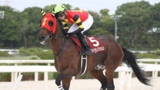 【シリウスS見どころ】3歳馬ゴッドセレクションが重賞初制覇を目指す