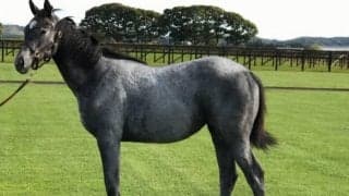 母はエリザベス女王杯の勝ち馬、リトルポピーがC.ルメール騎手でデビュー/関東馬メイクデビュー情報