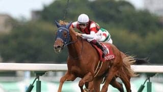 中山適性の高さを感じさせるスクリーンヒーロー産駒・ウインマリリン