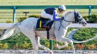 【シリウスSハンデ確定】ハヤヤッコは57.5kg、ケイティブレイブはトップハンデ58.5kg