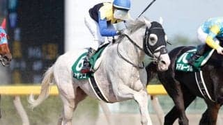 【シリウスS予想オッズ】ハヤヤッコを中心に上位人気は混戦模様