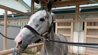 【POG】ホワイトターフ永島騎手「距離は延びたほうがいいと思います」/ねぇさんのトレセン密着