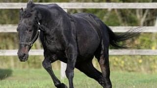 「ウマ娘」効果で見学者増！ 31歳ウイニングチケットら余生を送る3頭のGIホース