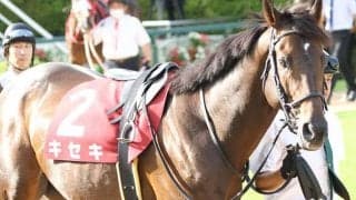 【京都大賞典想定】久々の勝利が欲しいキセキ、マカヒキ、モズベッロなど14頭