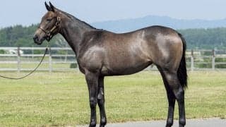 インゼルサラブレッドクラブが先行募集受付を開始！預託先はトップトレーナー揃い