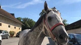 【仏・フォレ賞 枠順】日本馬エントシャイデンは大外16番ゲート、鞍上は坂井瑠星騎手