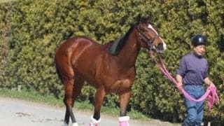 【スプリンターズS】レシステンシア松下師「上積みが目に見えるようにあります」/ねぇさんのトレセン密着