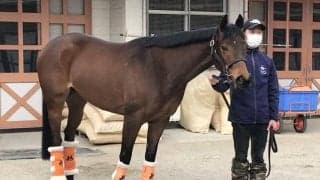 【スプリンターズS】アウィルアウェイ高野師「状態は申し分ない」/ねぇさんのトレセン密着