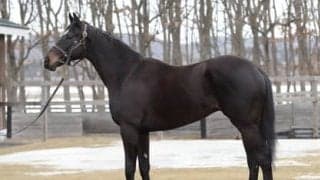 「すばらしい馬」５億円馬ショウナンアデイブ。高野調教師もホレボレする動き