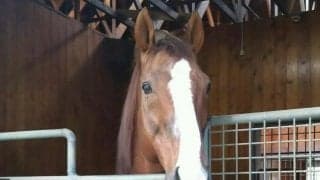 ダイワメジャー産駒のJRA勝利数がステイゴールドに並ぶ、スプリンターズSにはレシステンシアが出走