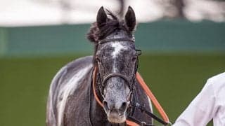 【凱旋門賞JRAオッズ】クロノジェネシスが1番人気　以下、スノーフォール、タルナワと牝馬が上位独占